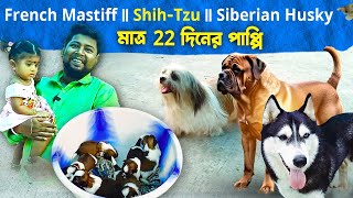 TOP QUALITY PUPPY AND PURE HOME BREED | ALL BREED AVILABLE IN HOWRAH | TONMAY DA : 8910757520