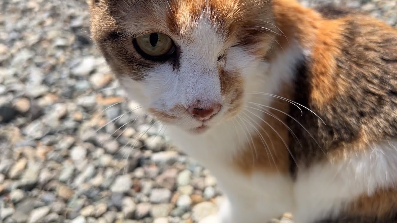 Miiko definitely understands the words. - YouTube