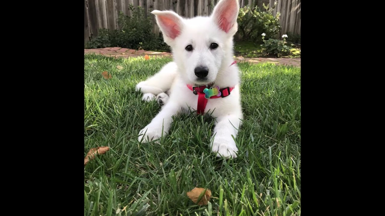 baby white german shepherd