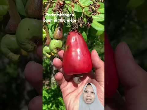 perkembangan buah jambu