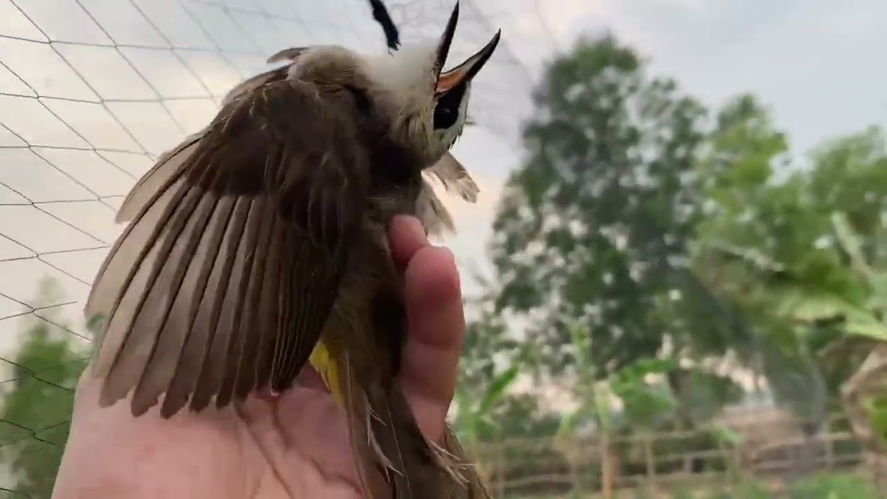 Save the birds from the snare