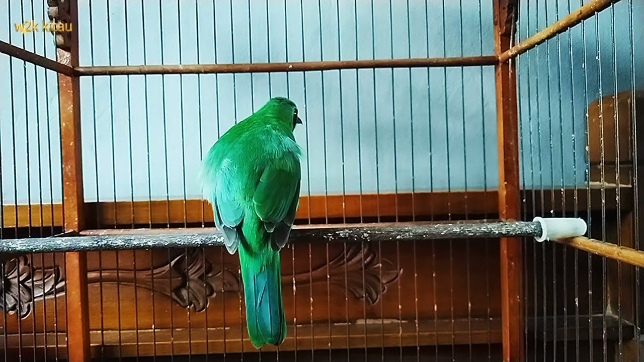 Pancingan cucak ijo yang males bunyi #cucakijobanyuwangi #youtube #viral 