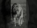 "A Lion never loses sleep over the opinions of sheep." #motivation