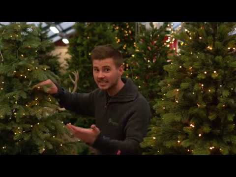 Video: Interessante Fakta Om Juletreet