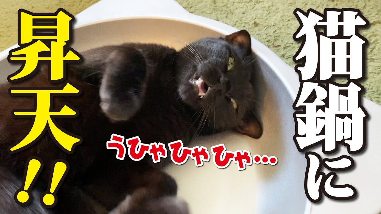 ひんやりねこ鍋の気持ちよさを知ってしまった猫の末路が…w - YouTube