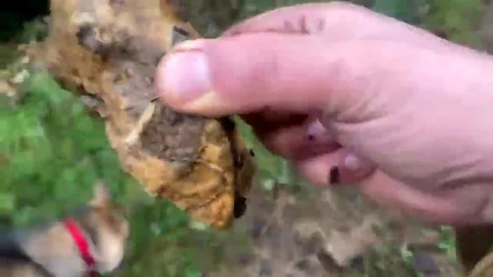 Stone Clearing with Richard Herring - New Years Ev...