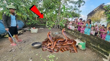 Cuộc Gọi Khẩn Cấp Của 2 Bà Cháu 70 Tuổi Phát Hiện Rắn Hổ Mang Vào Nhà