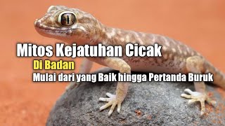 Myths About Geckos Falling on Your Body: From Good to Bad Signs