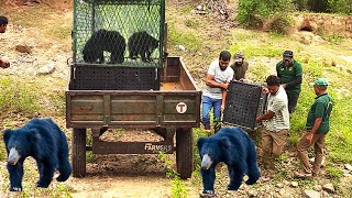 Catching two lost bears and sending them back to the wild | Mans Helps sloth bear | Everyday Heroes