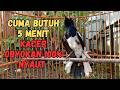 JENIS KACER APAPUN LANGSUNG ON SEKALI MENDENGAR DAN LANGSUNG GACOR