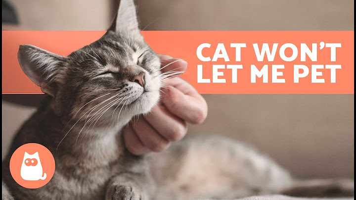 My Cat DOES NOT Want to Be TOUCHED 🐱 (6 Reasons WHY)