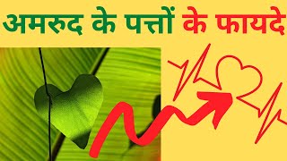 अमरुद के पत्तों के 10 भयंकर फायदे | रात से ही दिखने लगेगा असर | Guava Leaf Benefits Hindi