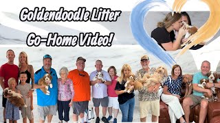 The Perfect Mini Goldendoodle Litter Goes Home | Getting Them Ready & Meeting Their New Family