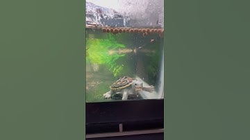 😍😍 #terrapin #diamondbackterrapin #turtle #reptile #cute #babyturtle #ornate #onyx #aww