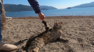 Cat lying on the sand gives a very funny reaction when touched