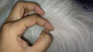 Let's remove dog fleas Vlog 10 #dog #dogfleas #fleas #lice #asmr