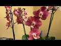 Sunday Morning with my PHALAENOPSIS or Moth Orchids