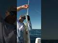 Catching KINGFISH slow pitch jigging #fishing #kingfish #kingmackerel #slowpitchjigging