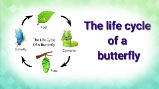 The life cycle of a butterfly-Different stages egg,larva,pupa and butterfly