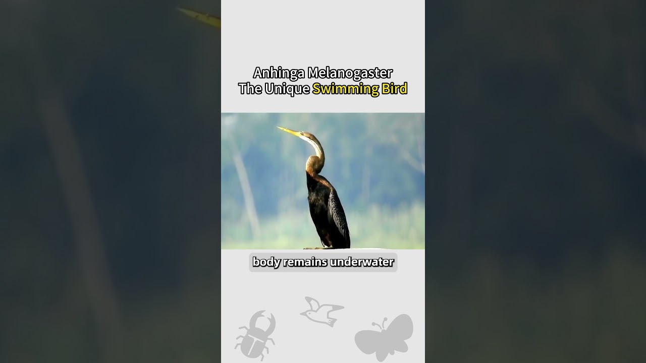 Anhinga Melanogaster  The Unique Swimming Bird