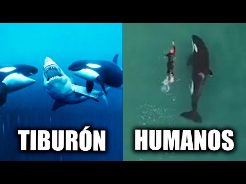 Video: ¿Son peligrosas las orcas?
