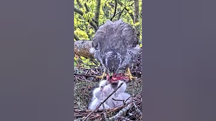 P#928- Review mother birds brings food to feed her babies in the nest, baby birds life #birdslover