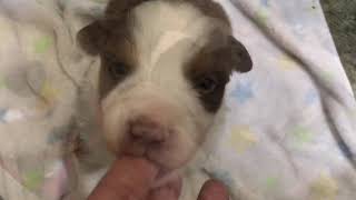 All 4 colors in a litter of Australian shepherd