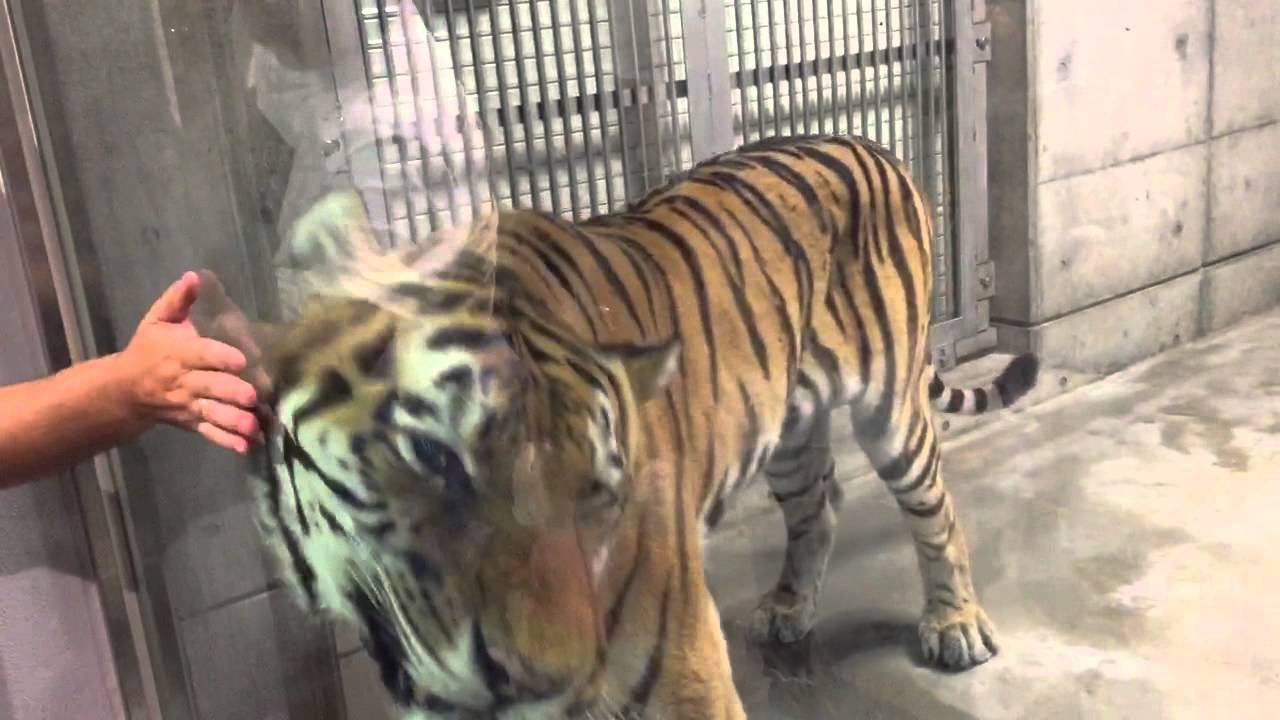 飼育員さんに甘えるセンイチ アムールトラ 天王寺動物園 Youtube