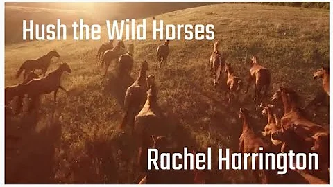 Hush The Wild Horses, by Rachel Harrington