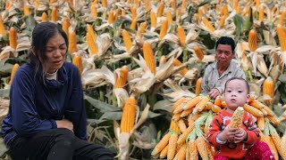 Single mother: Grandfather and Nguyen harvested corn together, I can't meet my mother | Ly Thi Duyen