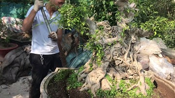 Nghệ nhân Tuấn Anh (NÔNG DÂN TENSHINKAI) nói vui "Làm cây phải có mẹo" ĐT: 0977694981 / YÊU CÂY