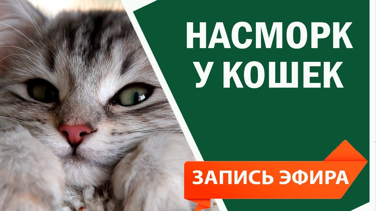 Как почистить кошке нос