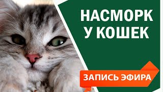 Насморк у кошек