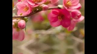 Geriausios Baliu Dainos