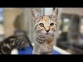 KPRC 2 Pet Project: Meet Jan, a playful and cuddly kitten