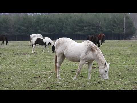 fast time horse mating