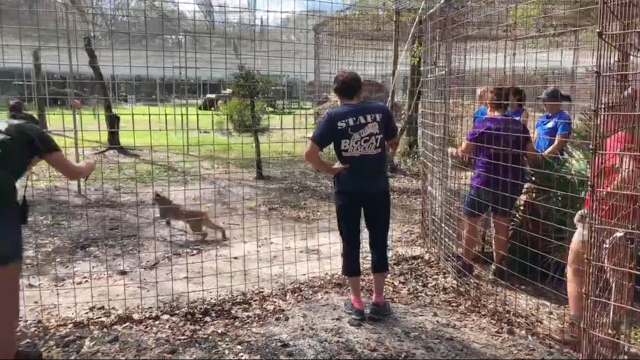 leopard print Dryden & Kewlona Bobcats go on Vacation