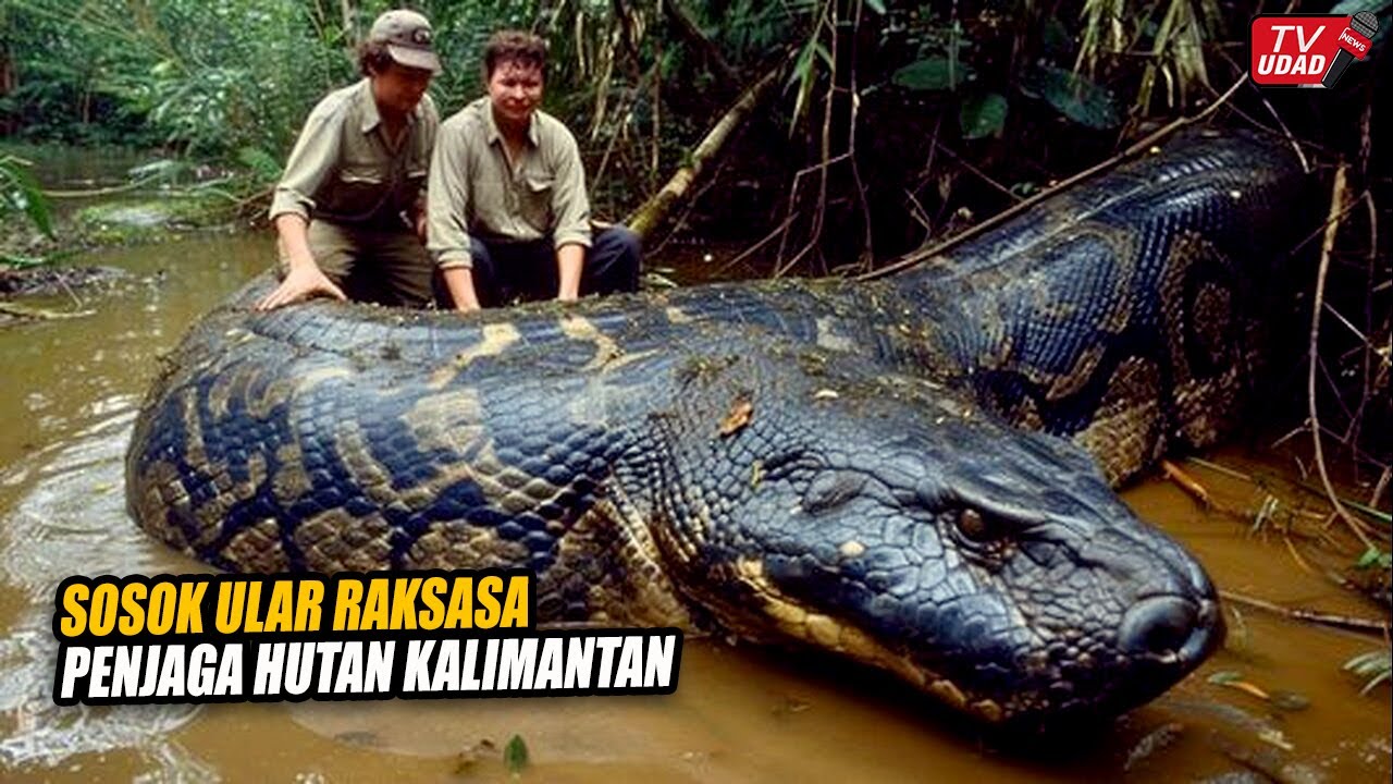 Nyata!! Penampakan Ular Raksasa 100 Meter Terekam di Pedalaman Hutan ...