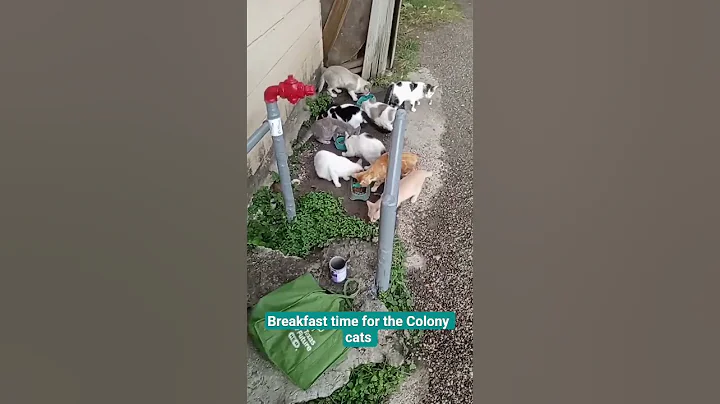 Video 11169131: siamese manx cat, cute manx cat, siamese cat eating, cat eating food