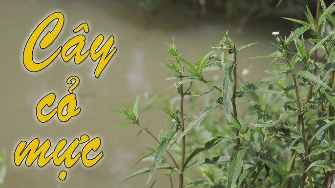 Cây cỏ mực là gì? Cây cỏ mực là gì?