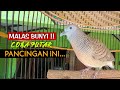 Suara Perkutut Lokal Gacor Untuk Pancingan Burung Malas Bunyi | Rahasia Perkutut #kungmania 26