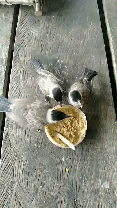 anakan kutilang sudah bisa makan sendiri#shorts #shortvideo #burungkutilang