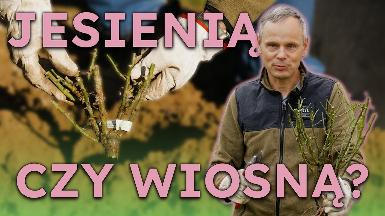 Największy błąd, który niszczy róże przed i po sadzeniu. Kiedy najlepiej sadzić róże?