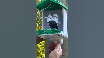Doroeo Smart Bird Feeder Camera Solar Powered Setup #shorts #birdcamera #birdwatching #birding #bird
