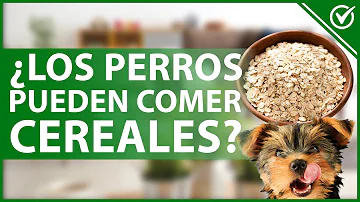 ¿Qué cereales humanos pueden comer los perros?