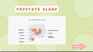 PROSTATE GLAND