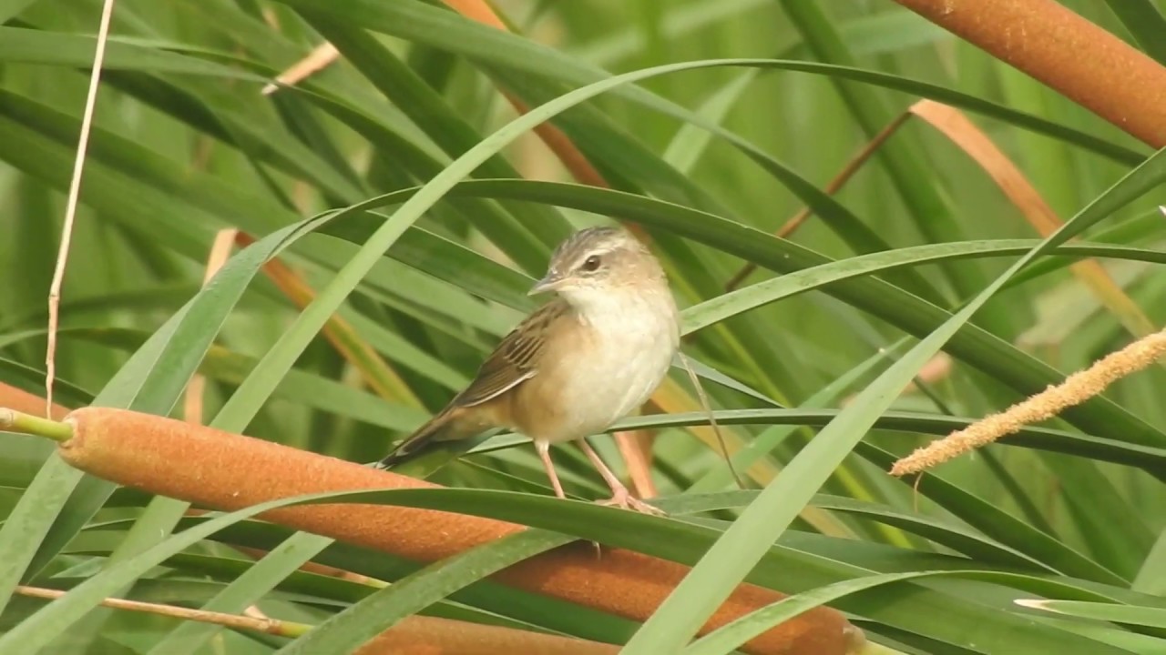 Pallas's grasshopper warbler or Rusty-rumped Warbler (Helopsaltes ...