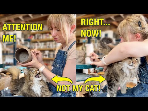 He S NOT My Cat Try Telling Him That He Won T Leave 