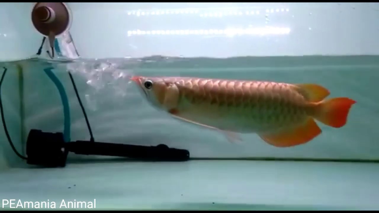 ikan arwana super red 38 cm 