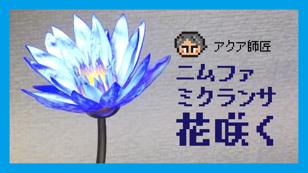 ニムファ ミクランサの花が咲いた Youtube